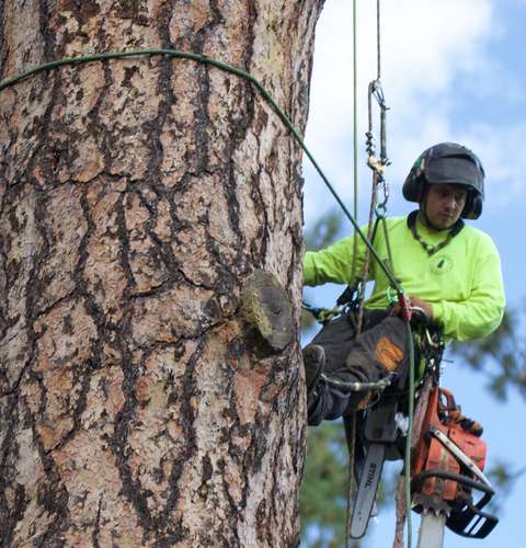 Tree Trimming services