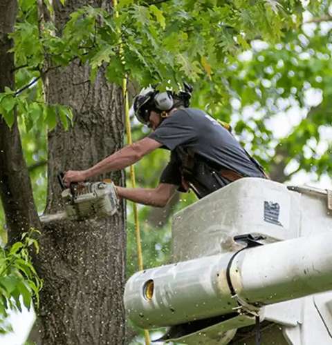 Tree Removal services