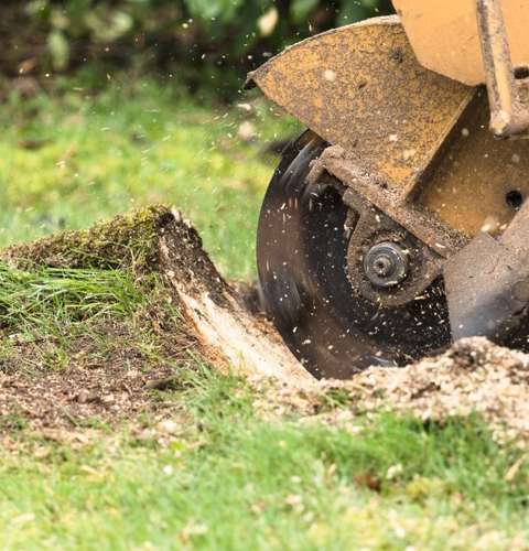 Stump Grinding services