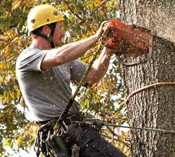 Tree Trimming