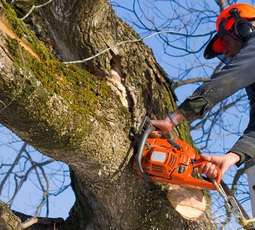 Tree Removal